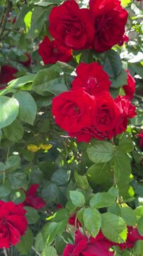Blooming Red Roses in Garden Vertical Video Footage with Green Leaves