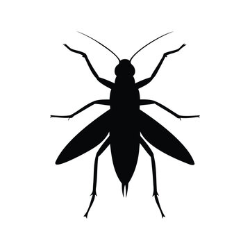 Silhouette of stonefly insect detailed wings legs antennae vector illustration design, stonefly silhouette vector illustration