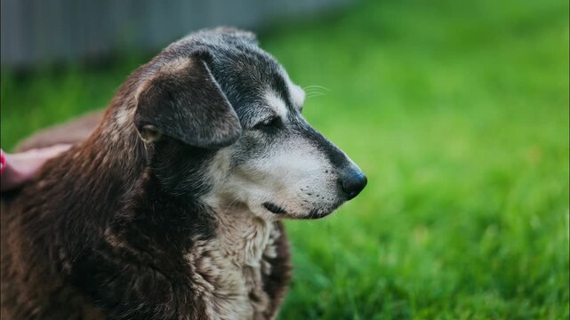 Person petting senior dog lying on green grass in backyard at sunset.