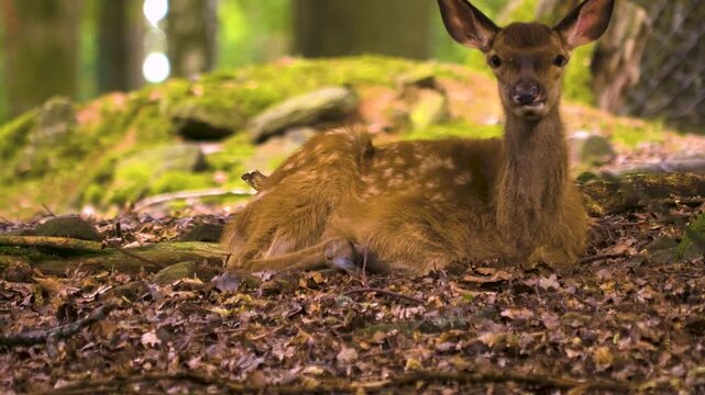 Close up of a fawn axis deer resting on the forest ground on a sunny spring day