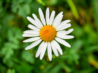 Fototapeta premium A flower of the common daisy (Leucanthemum vulgare) in a meadow, making for a beautiful nature wallpaper. Taken in Tremosine.