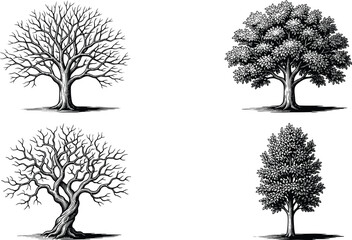 Set of four artistic tree illustrations showing bare branches leafy canopies twisted trunks and upright forms for botanical design © MstMahurun