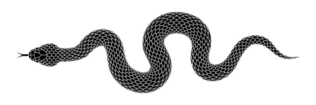 Black snake coiled on white, tongue flicking