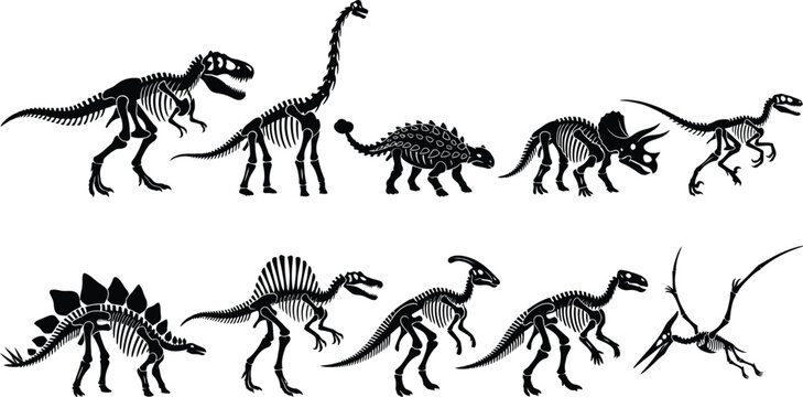 Dinosaur Skeletons Set: Tyrannosaurus Stegosaurus Triceratops