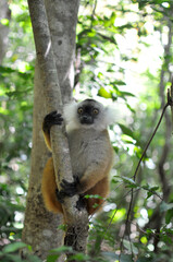Obraz premium A female Black Lemur (Eulemur Macaco) perched on a tree branch in Nosy Komba forest, Madagascar