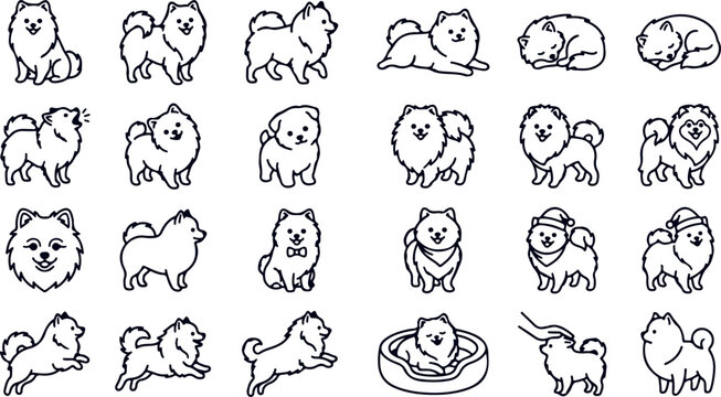Pomeranian dogs various poses sleeping playing barking sitting and wearing hats cute fluffy dog breed illustration.