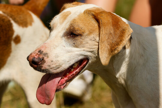 Portrait of a Foxhound. Fox Hunting Dog. 