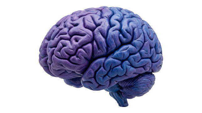 Detailed anatomical human brain model displayed against solid studio lighting isolated on transparent background.