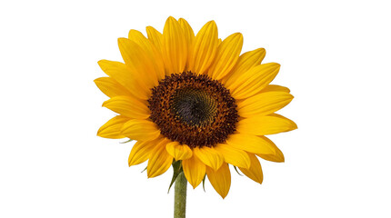 Fototapeta premium Single bright yellow sunflower blossom captured in natural light isolated on transparent background png.