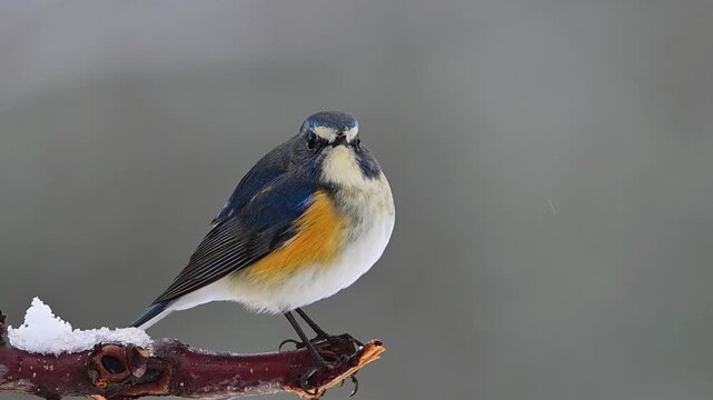 Red-flanked Bluetail Perching on Snowy Branch