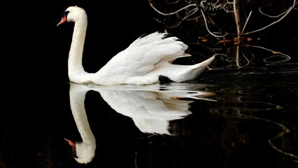 un cygne et son reflet © Thomas