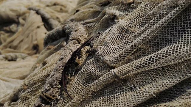 Extreme close-up view of a small lizard resting on a large, bunched-up nylon fishing net drying outdoors