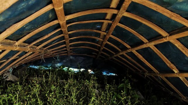 Low-angle view from inside a temporary bamboo greenhouse tunnel covering lush green crops
