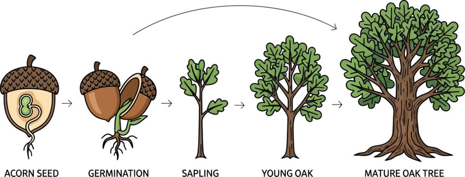 Stages of an oak tree growth from seed to maturity isolated on transparent background