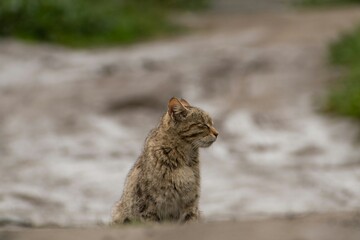 indian feline cat on the ground furry fur  © Nikhil