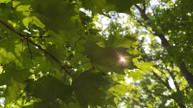 Slow Motion of Sunlight Shinning Through Maple Trees in a Canadian Forest