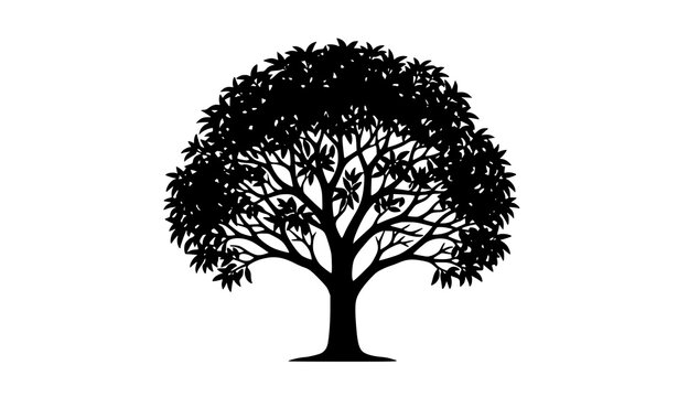 Mango Tree Black Silhouette Botanical Vector Graphic
