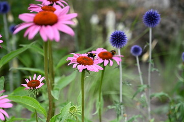 Fototapeta premium Bumblebees on pink flowers