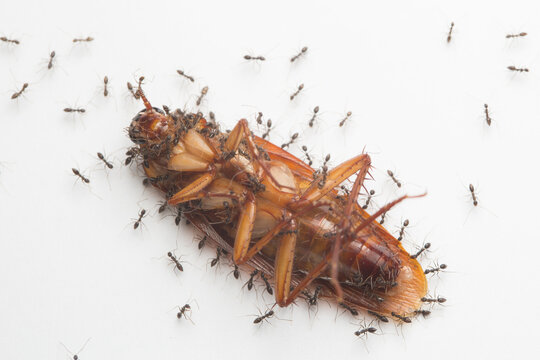 a dead cockroach surrounded by ants on the white floor, dead cockroach with ants isolated on white background
