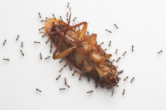 a dead cockroach surrounded by ants on the white floor, dead cockroach with ants isolated on white background