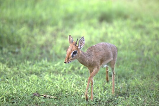 Dik-Dik Small Antelope Standing in Grass in Amboseli National Park Kenya Africa