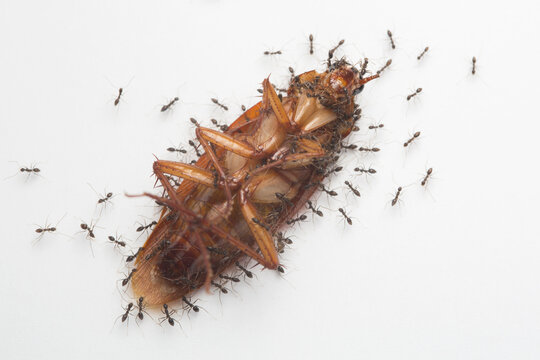 a dead cockroach surrounded by ants on the white floor, dead cockroach with ants isolated on white background