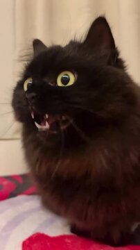 Fluffy black cat making expressive hissing faces at the camera in this funny and adorable short pet motion video clip