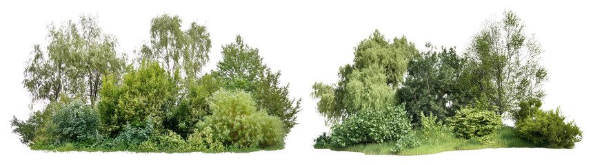 Fototapeta premium PNG Lush green forest scenery, transparent background