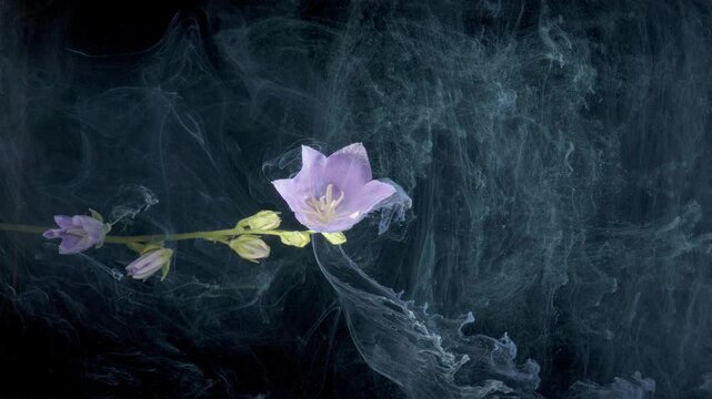 Solitary bellflower floating through smoke, wide composition shows long stem and billowing ink clouds, cinematic slow motion, contemplative mood, visual