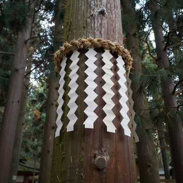 Sacred Giant Tree Wrapped with Shimenawa Rope and Paper Zigzag Streamers in a Dense Japanese Forest