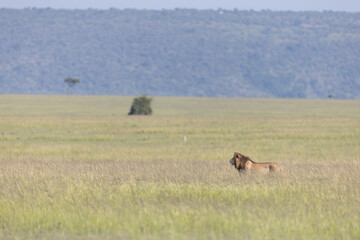 Lion in Vast Grassland © George Erwin Turner