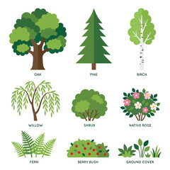 Fototapeta premium Collection of various trees and plants for ecolog… illustration Natural_forest_collection_ecolog…_202606032005