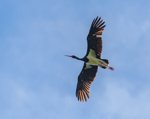 black stork (Ciconia nigra) flying © Petr