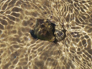 Mussel, the common name used for members of several families of bivalve molluscs, from saltwater and freshwater habitats, have in common a shell whose outline is elongated and asymmetrical © Tamer
