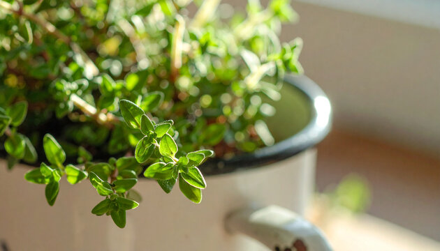 Fresh thyme growing in vintage ceramic mug, natural light, healthy organic ingredient. Close-up.