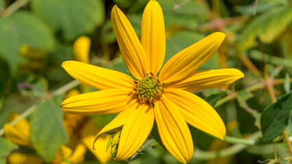 Obraz premium Close up of a vibrant Jerusalem artichoke flower blooming beautifully under the bright summer sunlight
