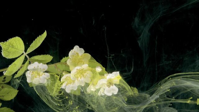 Leaves and white blooms ride a calm botanical wave of pale pigment, slowmotion studio capture with dark negative space and flowing smoke for tranquil nature