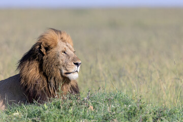 Royal Portrait © George Erwin Turner