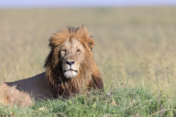 Lion Eyes © George Erwin Turner