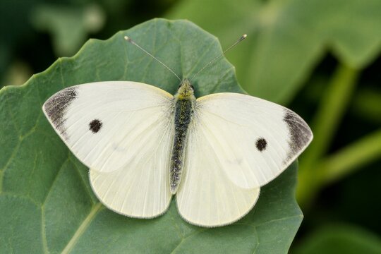 White cabbage butterfly resting with wings spread on green leaf