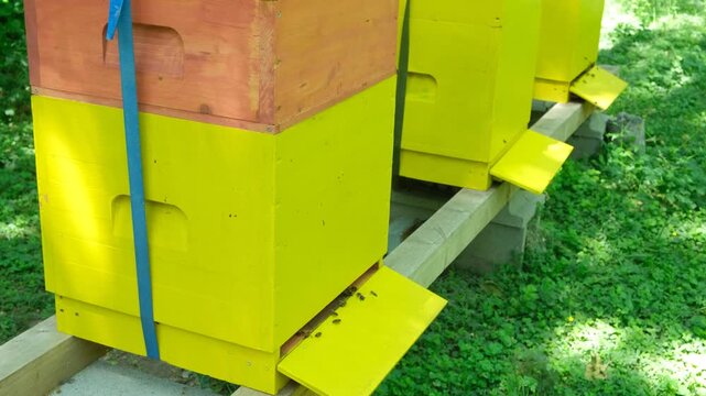 Wooden yellow houses for bees, apiary in the forest.