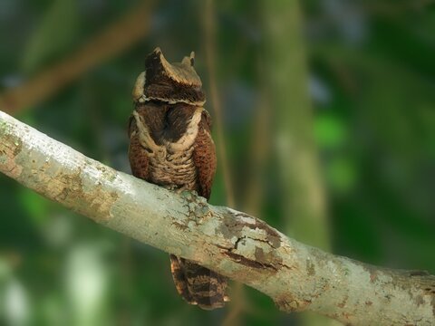 This year in Kaeng Krachan NP Thailand was more special than others because a bird that some claim has not be seen in this area for 30 years made an appearance: the Great Eared Nightjar.