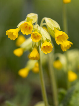 Echte Schl&uuml;sselblume (Primula veris), Wiesen-Schl&uuml;sselblume 