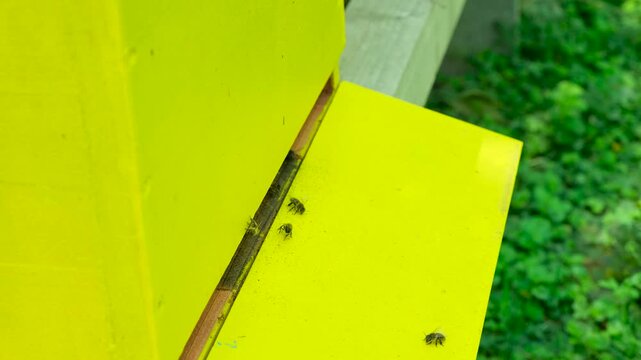 Beekeeping production and organic honey concept with yellow beehive.