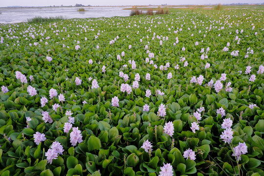 Wide angle landscape of vast lake covered with blooming purple water hyacinth flowers