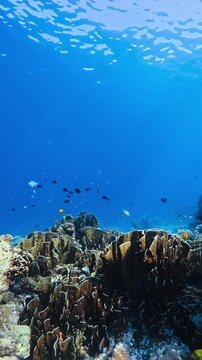 Vertical shot of a vibrant fire coral reef with an emperor angelfish and small tropical fish in the blue ocean.