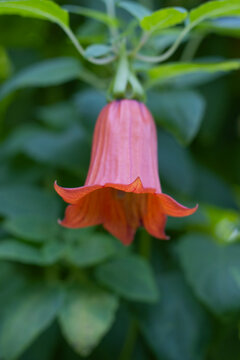 Kanaren-Glockenblume, Canarina canariensis