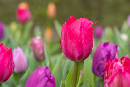 Tulpen