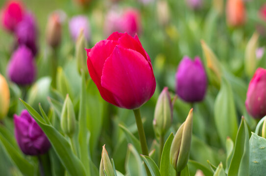Pinke Tulpen