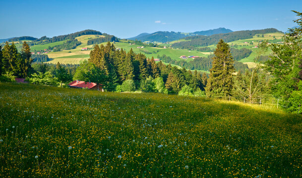 Rural countryside landscape with meadow flowers, barn , forest and rolling green hills in summer, Allgaeu Alps, Bavaria, Germany